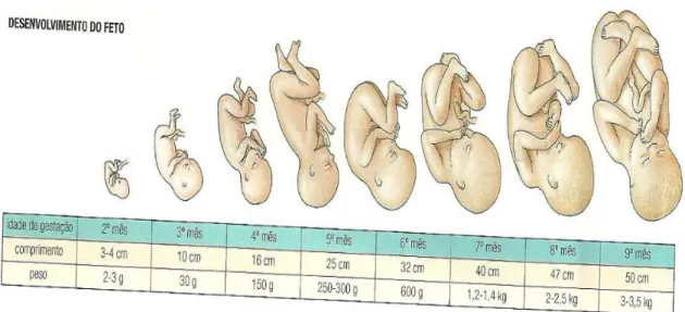 Figura 1 - Desenvolvimento mensal do comprimento e peso do feto (Borràs, 2005a). 