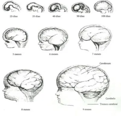 Figura 2 - Desenvolvimento cerebral fetal (Papalia et al.,2001). 