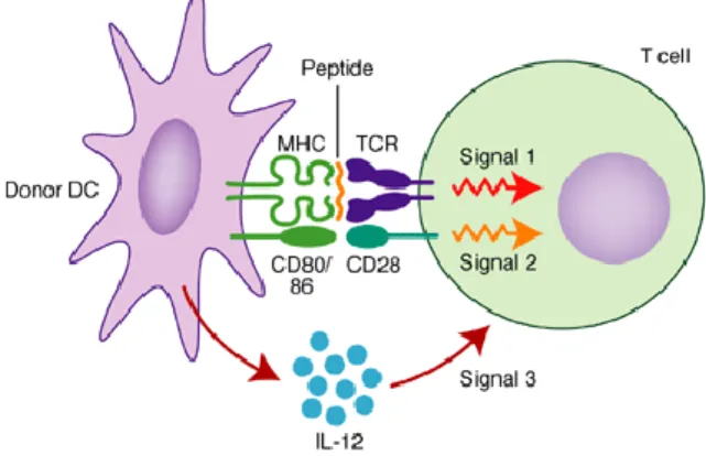 Figure 1.1 - Three signals for T cell activation. Interaction between dendritic cells and T cells for T  cell activation involves three signals