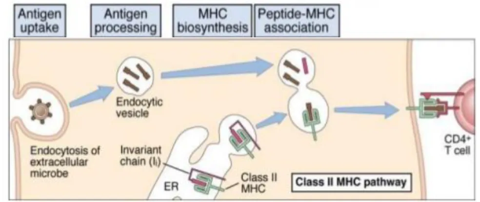 Figure 1.2 - MHC II/Endocytic pathway for intracellular processing of proteins antigens