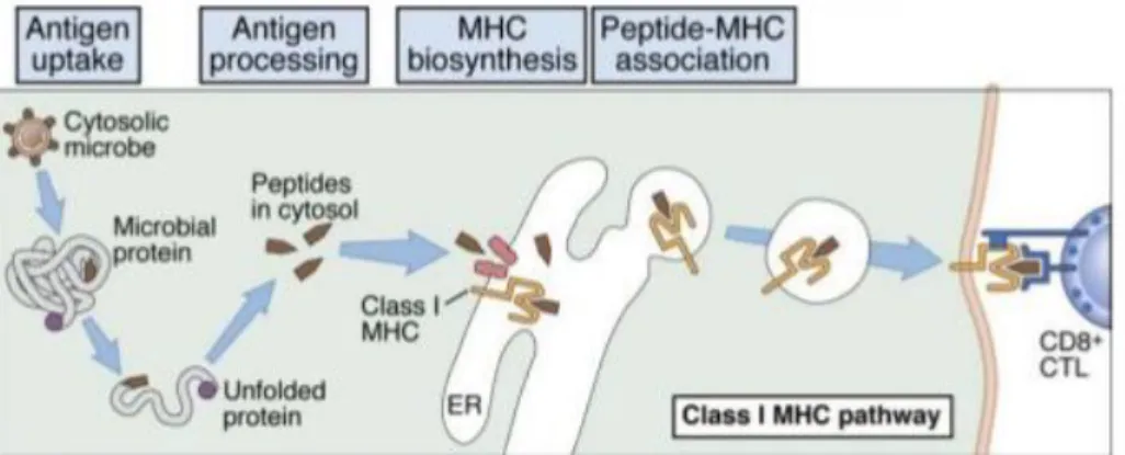 Figure 1.3 - MHC I/Cytosolic pathway for intracellular processing of proteins antigens