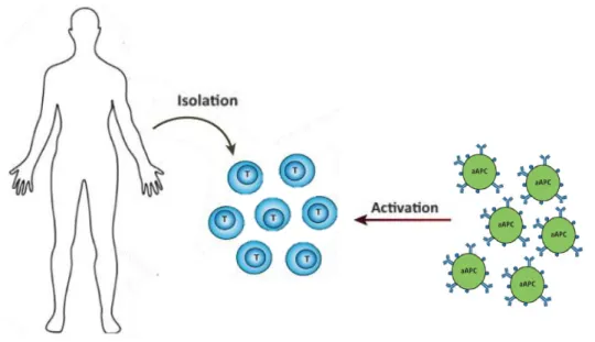 Figure 1.5 - One strategy of cancer immunotherapy. Activation of T cells isolated from patients can  be induced by aAPCs
