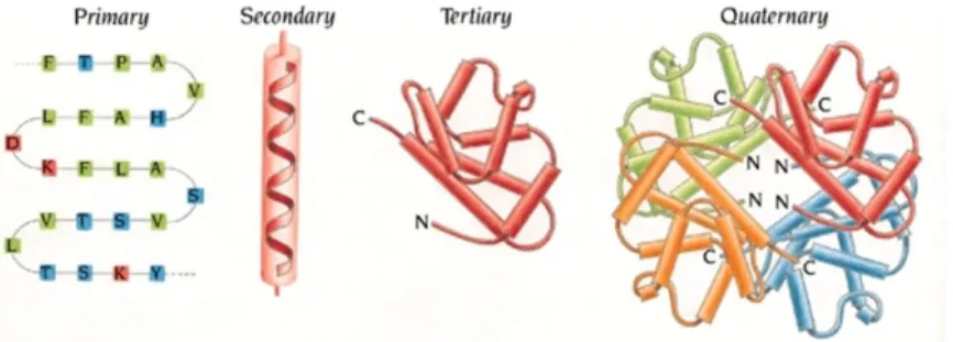 Figure 1.2: The four levels of protein structure [Bra+99].