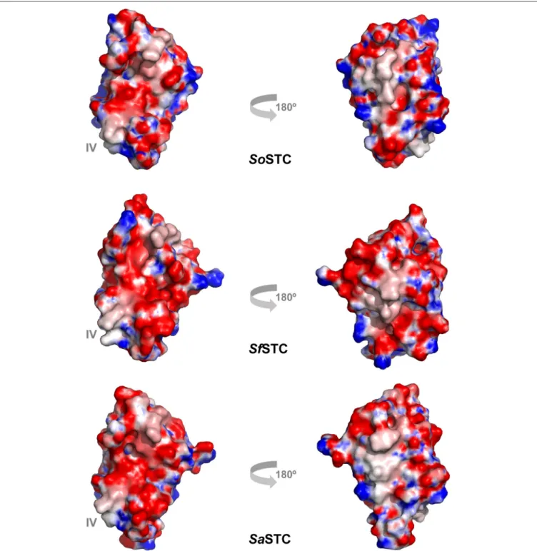 FIGURE 6 | Electrostatic surface potential (−10 to +10 kT/e) of SoSTC (PDB ID 1M1P), SfSTC (PDB ID 2K3V) and of SaSTC (PDB ID 6HR0)