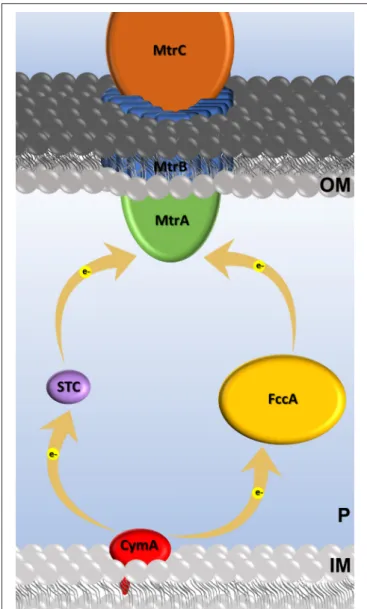FIGURE 1 | Cartoon of the extracellular electron transfer Mtr pathway in S.
