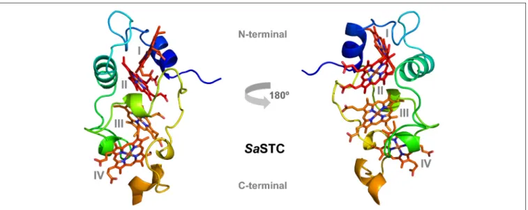 FIGURE 3 | Three-dimensional structure of SaSTC (PDB ID: 6HR0). The hemes are represented in red and orange, with heme I and II in the N-terminal part of the structure and heme III and IV in the C-terminal part.