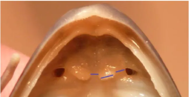Figure  2  Webbing  of  the  left  foot  of  a  specimen  (AC  1789,  Clade  B).  Numerals  represent the toe that contains the sub–