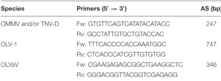 TABLE 1 | Primers used on conventional PCR assays.