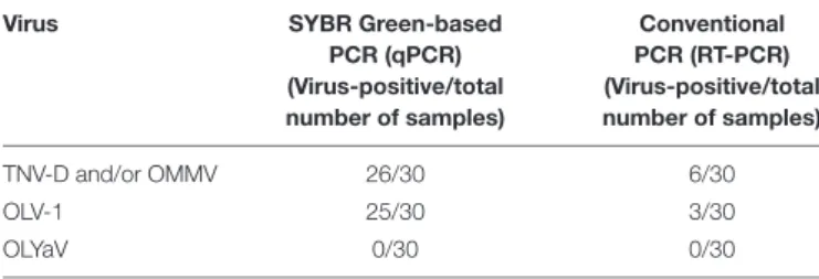 TABLE 4 | Comparison of SYBR  R Green-based real-time quantitative reverse transcription PCR assays with conventional PCR, for virus detection in field-collected samples from a Portuguese olive orchard, with cv