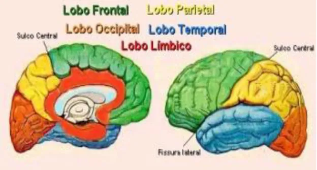 Figura 5: Divisão do Córtex Cerebral em Lobos 
