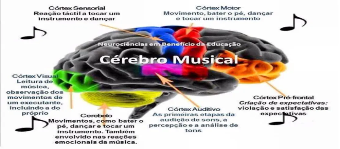 Figura 9: O Córtex Cerebral: Visão Lateral do Cérebro  Fonte:http://centrosuzukiindaiatuba.com/musicaestudo 