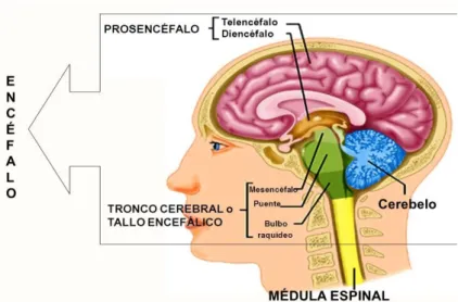 Figura 19: Sistema Nervoso Central  Fonte: http://slideplayer.es/slide/5569501/ 