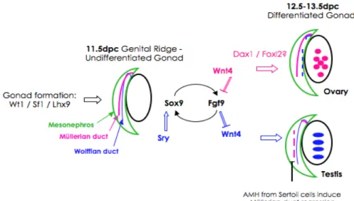 Figure  3.  Schematic  summary  of  gonad  development  and  sex  determination  in  mice