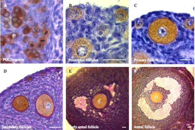 Figure 6. (A-F) Examples of stages in follicle and oocyte growth from oogonia (A) to antral  follicle (F)