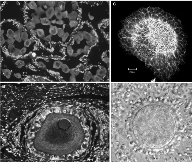 Figure 9. Micrographs depicting variety of oocyte somatic cell interactions observed in (A)  surf clam, (B) ray, (C) canine,  and (D) bovine