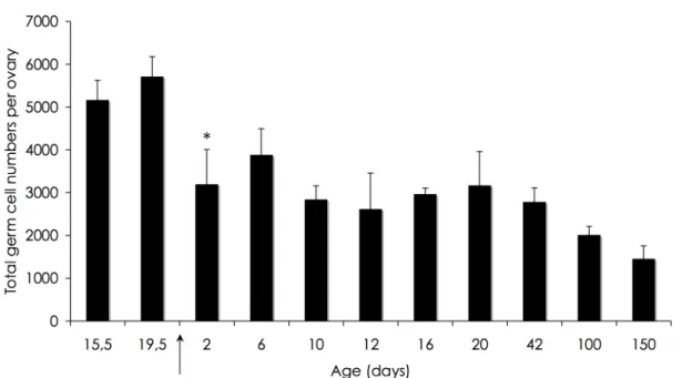 Figure 2. Mean number of total germ cell number per ovary from embryonic day 15 (E15.5)  through  to  adult  day  150  (P150)