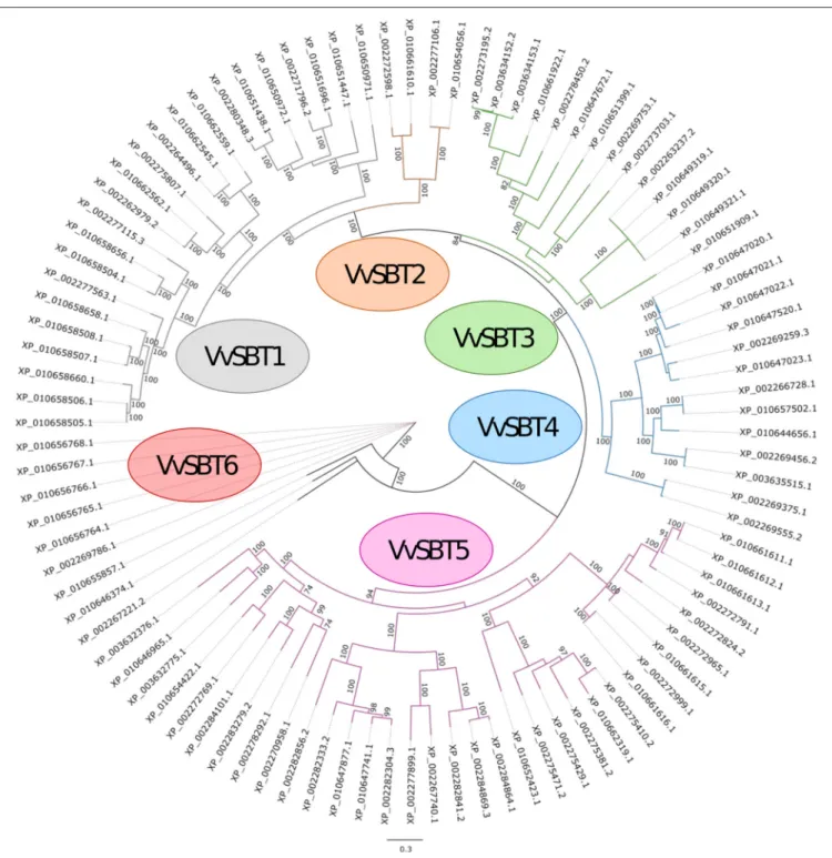 FIGURE 2 | Maximum likelihood phylogenetic tree of the 97 subtilisin-like serine proteases from Vitis vinifera