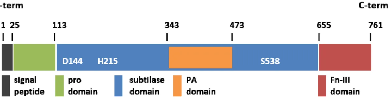 Figure 1 – Example of a subtilase domain architecture showing the four characteristics domains (adapted from Rose  et al 2010)
