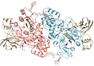 Figure  2  –  Dimeric  structure  of  the  subtilase  SISBt3  (PDB  ID  3I6S)  from  S