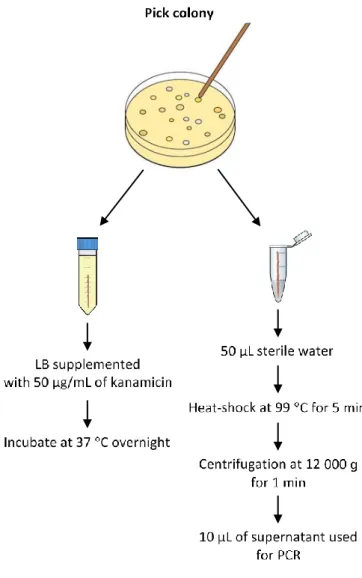 Figure 4 – Colony PCR scheme. 