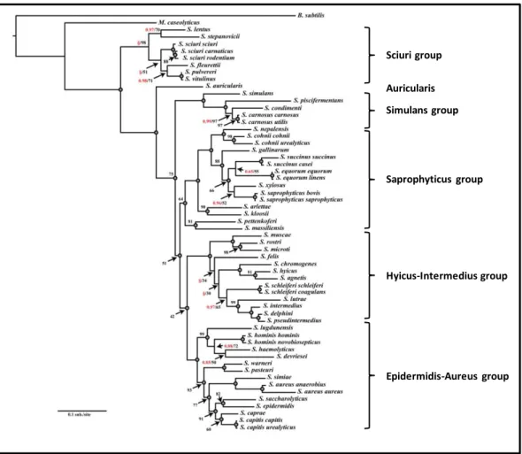 Figure 1. Maximum likelihood phylogram based on the nucleotide sequence of 16S ribosomal genes of  46  staphylococcal  species