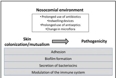 Figure 2. Phenotypic characteristics of  Staphylococcus epidermidis that contribute to its mutualism with the human  skin  and/or  its  pathogenic  potential,  as  well  as  the  conditions  of  the  nosocomial  environment  that  prompt  the  change in S