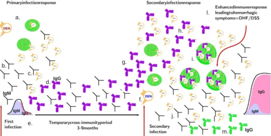 Figure 1.6: Scheme of the immunological response on recurrent dengue infections.