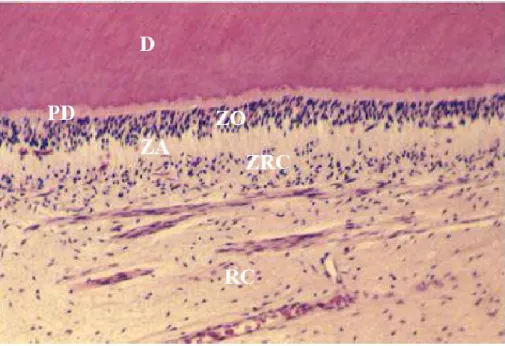 Fig. 3. Corte histológico da polpa dentária onde se evidencia a zona acelular (ZA) e zona rica em células  (ZRC),  em  microscopia  ótica