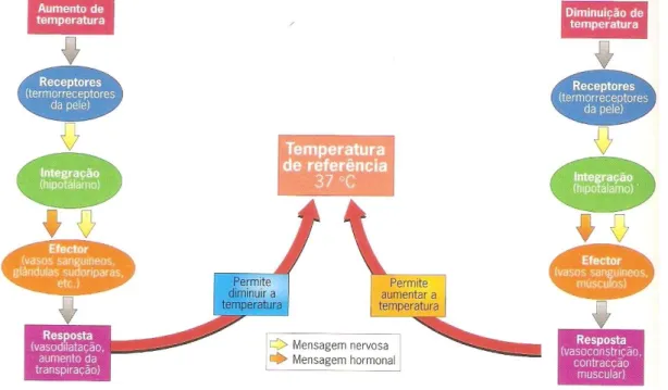 Figura 6. Regulação térmica no Ser Humano (Silva et al., 2013)