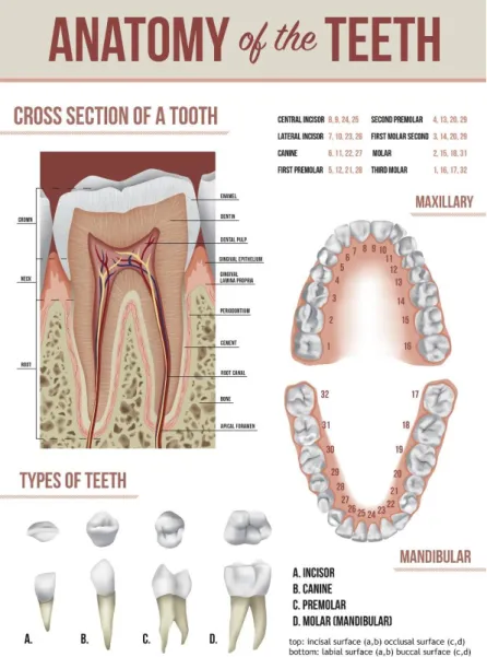 Figura 1 - Anatomia, nome e repartição dos dentes na boca adaptado do  Sharp, 2016 