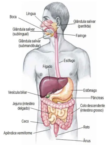Figura 2 - Anatomia geral do trato digestivo no humano adaptado do Sistema Digestório – Função,  anatomia, humano – Resumo, 2018 