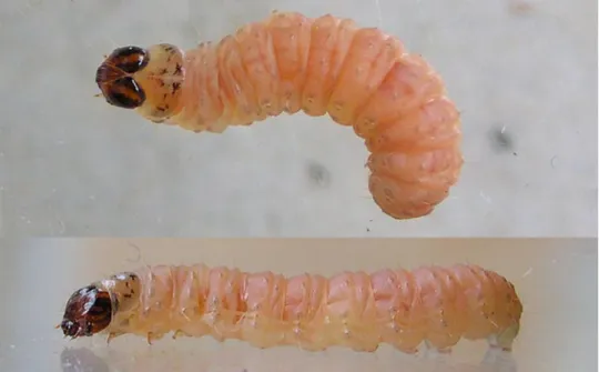 Figura 2 – Larva de bichado da fruta (Cydia pomonella L.) (Kimber, 2011). 