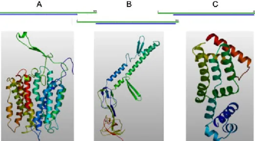 Fig.  5.6  -  Models  for  tridimensional  structure  of  SMc03167  (A),  SMc03168  (B)  and  SMc03169  (C)  proteins  computed  at  swissmodel.expasy.org