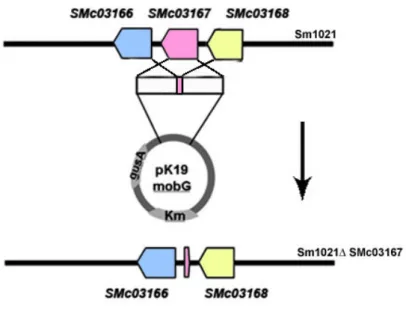 Fig. 5.7 - Schematic representation of the S. meliloti SMc03167 deletion mutant construction