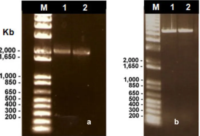 Fig. 5.9 - Example of SMc03167L purified PCR amplification product (a) and the vector pK19mobG digested with KpnI (b)  separated by agarose gel electrophoresis (0.8%)