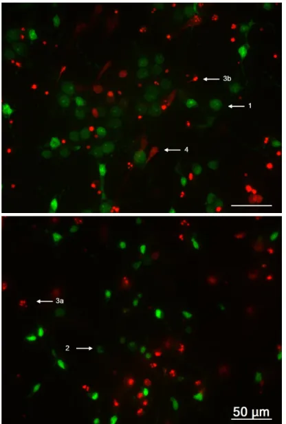 Figure  3.2  –  Representative  images  of  cultured  cells  labelled  with  PI  and  Syto-13  using  400x 