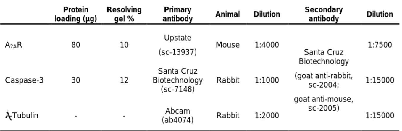 Table 1 – Primary and secondary antibodies used in western blotting technique.  