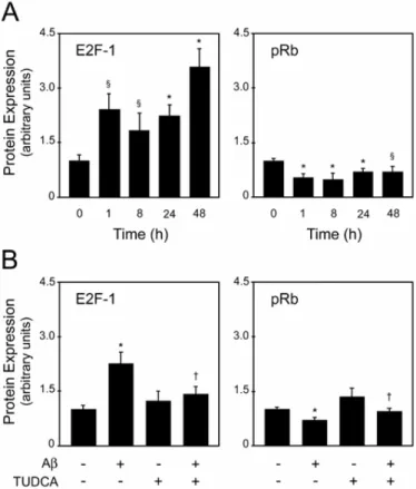 Fig. 3.  Modulation of E2F-1 and pRb expression in PC12 cells.  Cells were incubated  with 25 μM Aβ, or no addition (control), ± 100 μM TUDCA, which was added to the  incubation media 12 h prior to incubation with Aβ