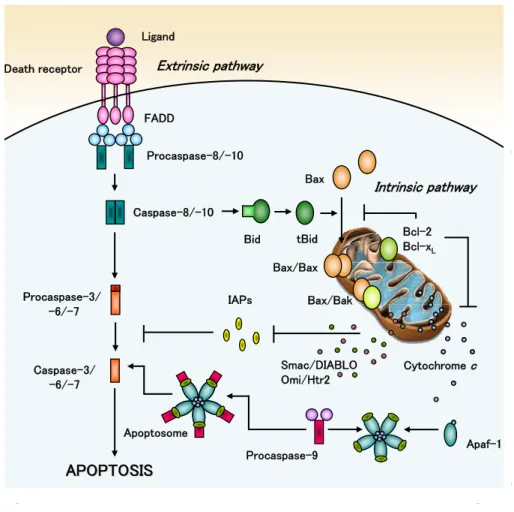 Fig. 1.  Schematic overview of extrinsic and intrinsic apoptotic pathways.  In the death  receptor pathway, after interacting with their ligands, the death receptors recruit adaptor 