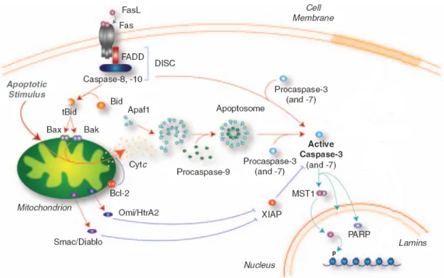 Figure 1.5. Intrinsic and extrinsic pathways of apoptosis in mammals.  The intrinsic pathway  involves the mitochondria, which acts as an “intracellular death receptor”, receiving a variety of  pro-apoptotic signals that trigger oligomerization of pro-apop