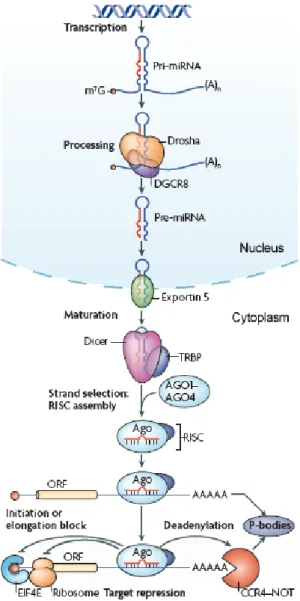 Figure 1.6. Schematic overview of miRNA biogenesis.  miRNAs are transcribed as primary  transcripts (pri-miRNA) by RNA polymerase II