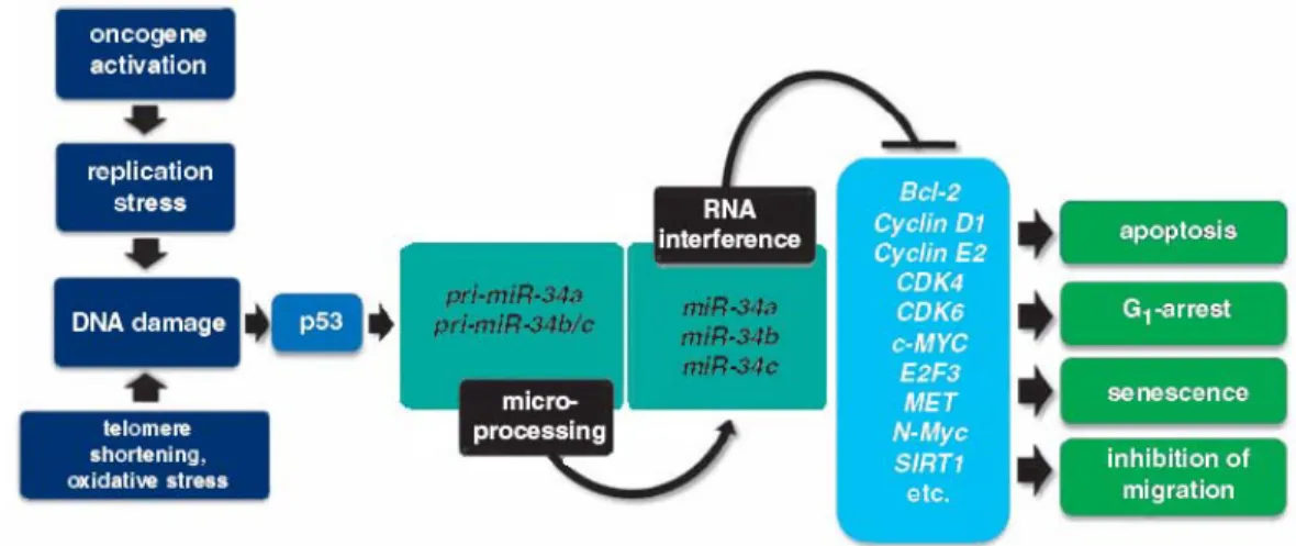 Figure 1.7. Involvement of members of miR-34 family in p53 network.  Under genotoxic  stress, p53 is activated by upstream kinases and transactivates several target genes, including  miRNA-34 family members