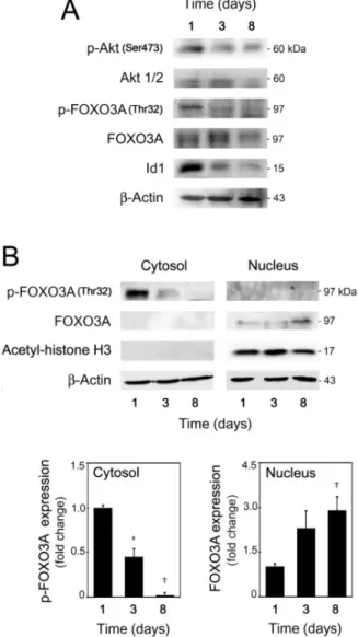 Figure 2.2. The Akt/p-FOXO3A/Id1 signaling pathway is downregulated during mouse NSC  differentiation