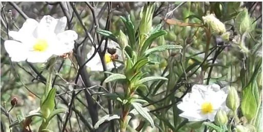 Figura 3. Cistus populifolius L. (Detalhe das folhas à esquerda e da flor à direita). 