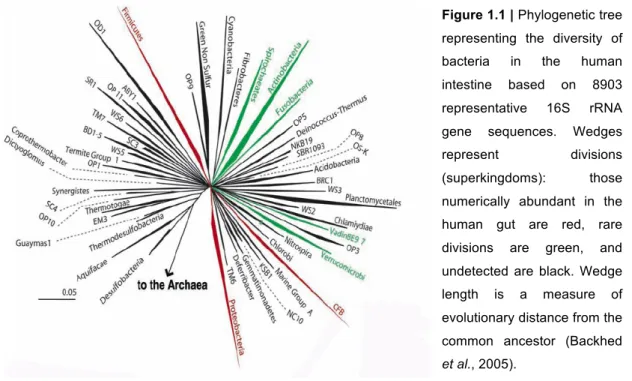 Figure 1.1 | Phylogenetic tree  representing  the  diversity  of  bacteria  in  the  human  intestine  based  on  8903  representative  16S  rRNA  gene  sequences