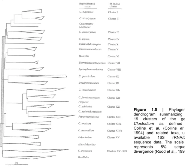 Figure  1.5  |  Phylogenetic  dendrogram  summarizing  the  19  clusters  of  the  genus  Clostridium  as  defined  by  Collins  et  al