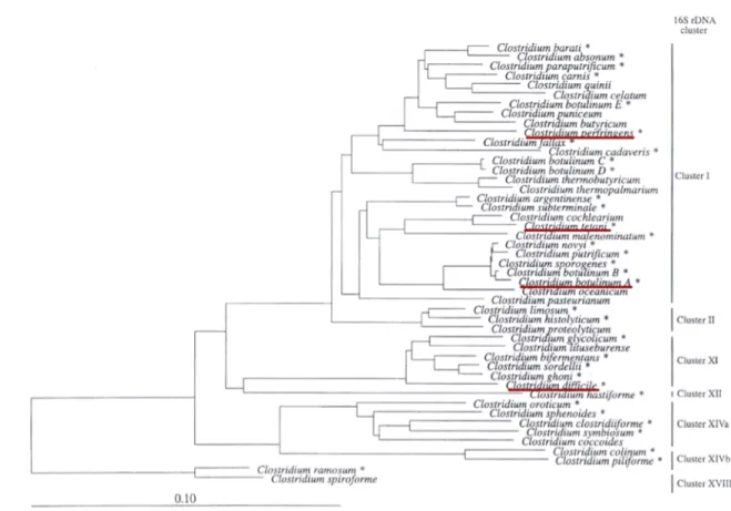 Figure  1.6  |  Phylogenetic  dendogram  indicating  the  relationships  of  the  pathogenic  Clostridium  species*