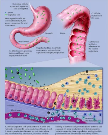 Figure  1.11  |  Pathogenesis  of  C. 