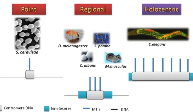 Figure I.1 – Types of Eukaryotic centromers. Adptaded from Epigenetic Control of Centromere  Behavior Karl Ekwall (2007)