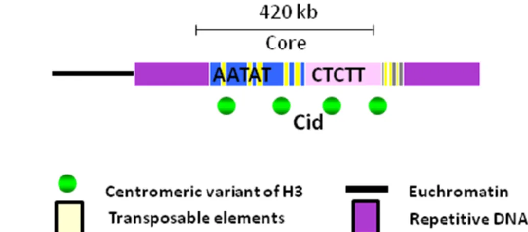 Figure I.2 - Schematic  view  of centromeric DNA in Drosophila. This region present 2 blocks  of DNA  satellite  AATAT  and  CTCTT  ,  and  in  the  first  block  exist  the  insertion  of  5  transposons